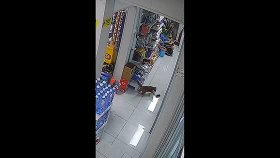 Shop cat chases and catches rat in Guangdong, China