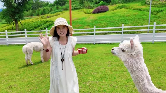 Alpaca knocks woman to the ground in Chongqing, China