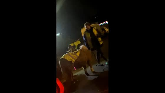 Small dog confidently rides donkey in Leeds, UK