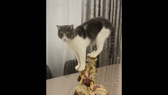 Cat balances on figurine in Baku for 30 seconds