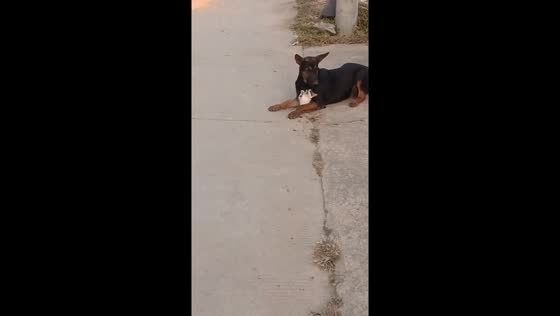 Dog and cat’s playful street scuffle in Jiangsu, China