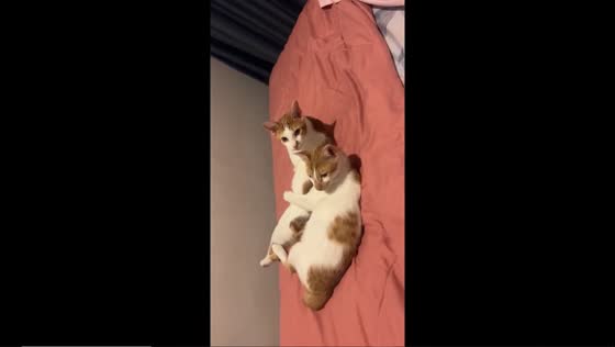 Synchronized twin cats: Zippo and Bimo awake in perfect harmony