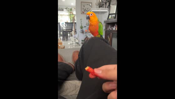 Bird enjoys hot cheetos with owner in Rialto, California