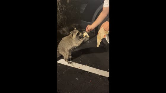 Man shares taco with raccoon outside Taco Bell in Lithia, Florida, USA