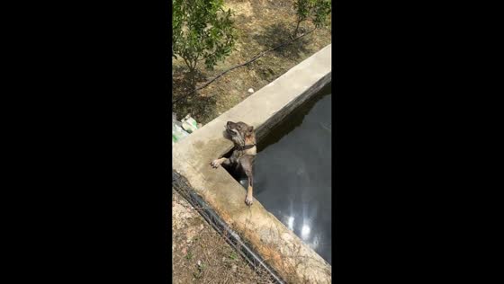 Dog rescued after struggling in water canal in Taiping, Guangxi, China