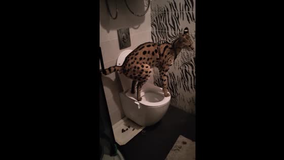 Oops! serval's toilet mishap caught on camera