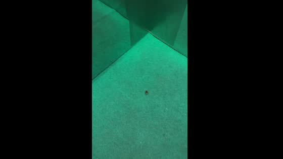 Cockroach scares elevator passenger in Vietnam