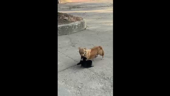 Tender yet firm: mother dog imparts valuable lesson to playful pup in Vietnam