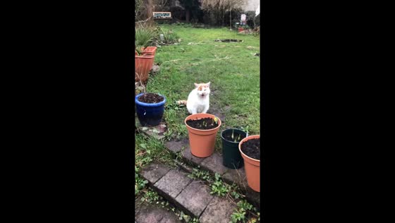 Playtime in the garden: George the ultimate cat's call for fun