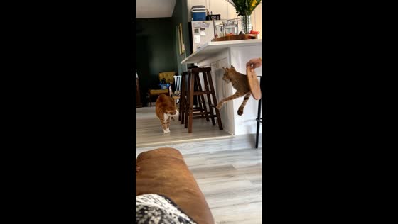 Cat loudly meows at approaching taxidermy display in Conroe, Texas