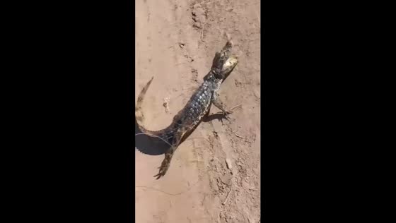Filip the crocodile: a curious encounter in Chaco province