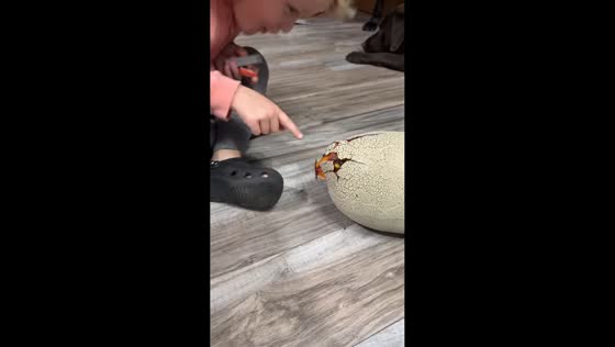 Son reacts to dinosaur egg hatching in Fishers, USA