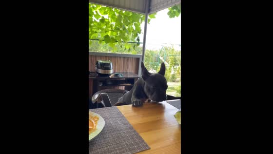 Dog falls off chair while eating at table in Ulyanovsk, Russia