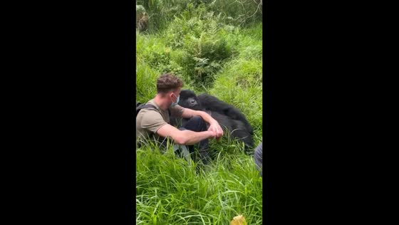 Gorilla settles next to tourist in heartwarming encounter in Uganda