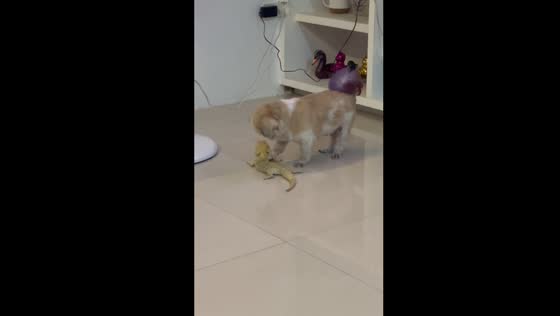 Adorable friendship: Shih Tzu and bearded dragon share heartwarming moment