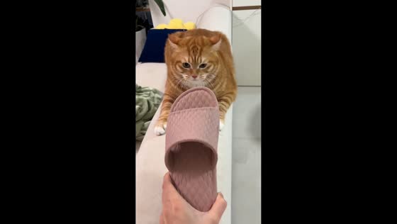 Cat playfully slaps slipper in Chongqing, China