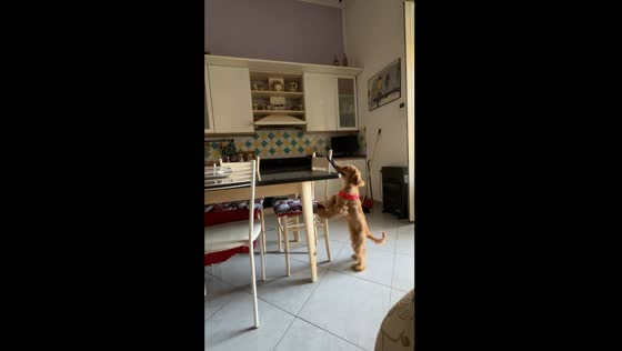 Dog performs impressive trick with stretchy string in Portici, Italy