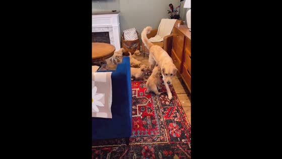 Adorable chaos: Millie the dog evades persistent cubs in hilarious morning escape