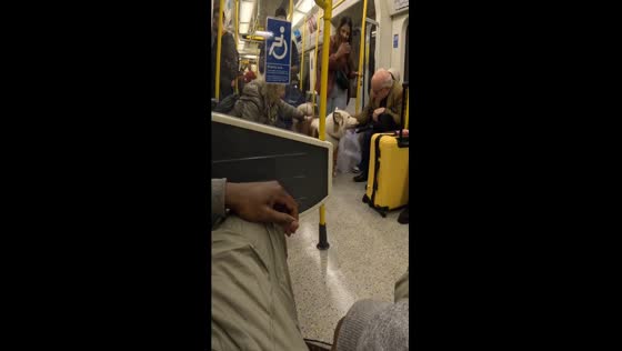 Emotional support dog brightens commuters' day on London train