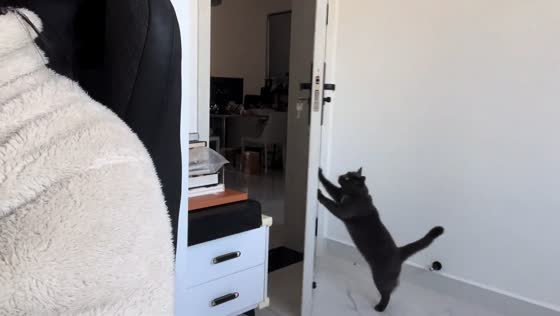 Cat obediently closes door on command in Zhejiang, China