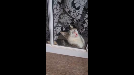 Cat enjoys sunny nap by the window in Montes de Oca, Argentina