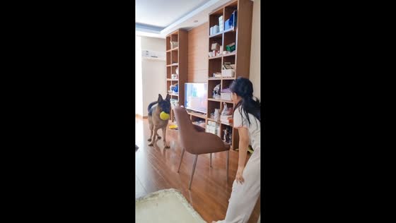 Shepherd dog chases girl playfully in Jilin, China