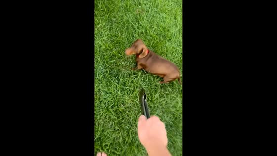 Dog runs away after being chased with grilling tongs in Darwin, Australia