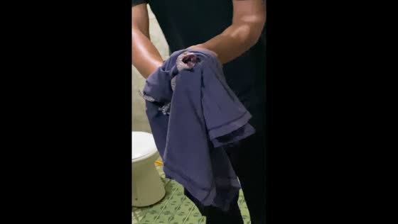 Gecko removed from toilet wall in Depok City