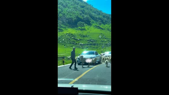 Sheep knocks man over while crossing road in Beijing, China