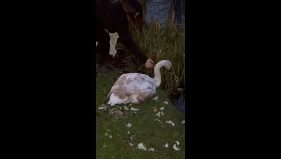 Woman rescues poorly swan in Barnsley, England, UK