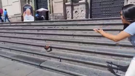 Pigeon photobombs picture by walking into frame in Lima, Peru