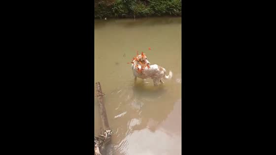 Pet dog covered by butterflies while taking a bath in Madre de Dios, Peru