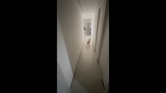 Ball kick shatters glass, startling dog in Campinas, Brazil