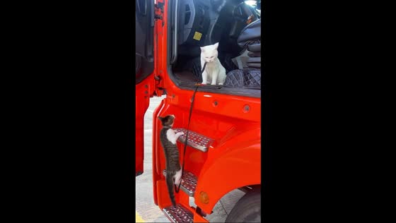 Two cats climb into a truck together in Guangdong, China
