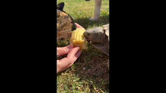Cat and tortoise enjoy corn together in Garden Grove, California