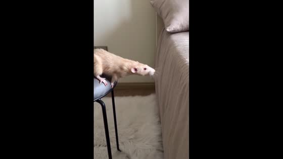 Rat Cheesecake's chair-to-bed jump attempt