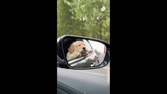 Golden retriever puppy enjoys car ride in Shandong, China