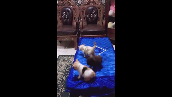 Playtime gone wrong: watch as a kitten almost takes a tumble
