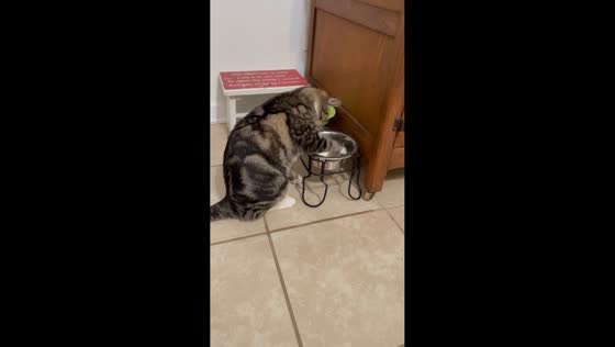 Cat splashes water everywhere from bowl in Kinston, North Carolina, USA