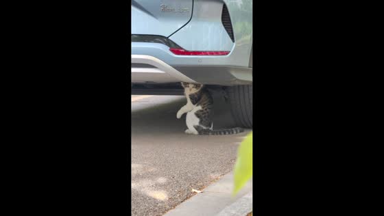 Curious cat caught inspecting under a car in Jiangsu, China