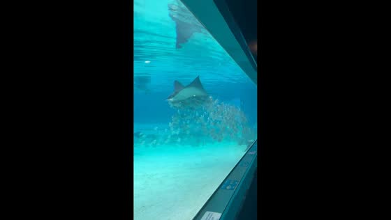 Graceful ray glides through aquarium at Sea World Gold Coast, Australia