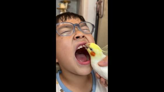 Cockatiel appears to pull loose tooth from boy in Guangdong, China 