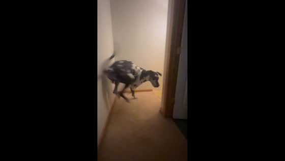 Dog slams into wall causing cracks in Queensbury, USA