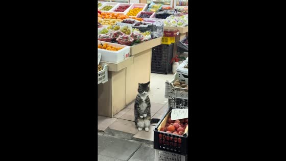 Cat stands on two feet while attending store in Shanghai, China
