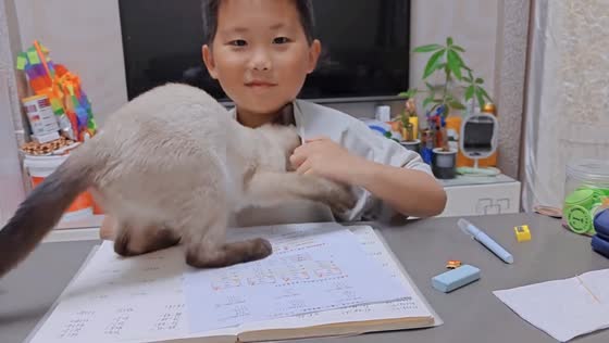 Siamese cat settles inside boy’s shirt in Chongqing, China