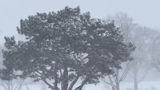 Snowfall transforms the landscape in Northbrook, Illinois, USA