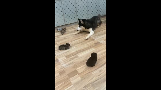 Husky tries to assert dominance over kittens in Jiangxi, China