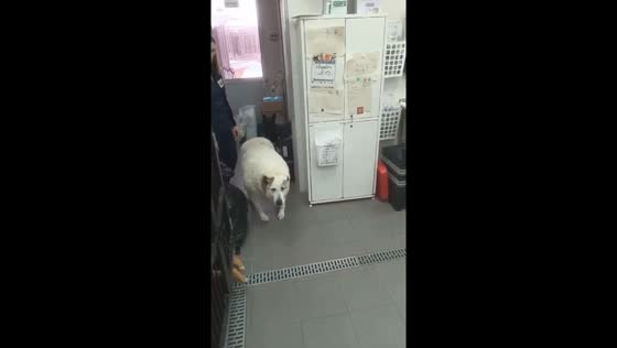 Rescued Nizhny Novgorod dog Krugets sheds 40 kilograms, finds hope and mobility
