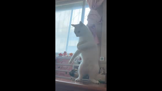 Cat walks on hind legs trying to shake off sticky ball in Tianjin, China