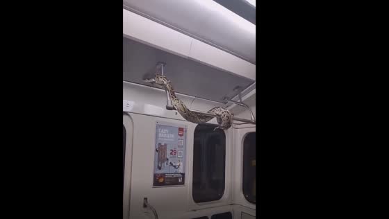 Man wanted for letting boa constrictor crawl in a subway in St. Petersburg
